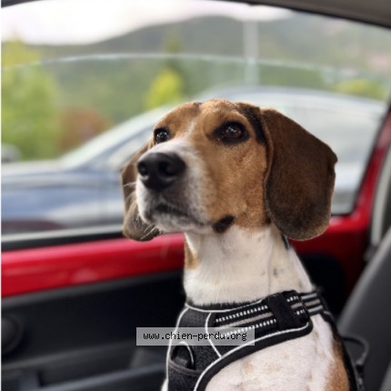 Photo 1/1 Chien retrouvé Perdu à Chamrousse
