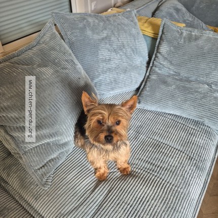 Photo 1/1 Chien retrouvé Perdu à Villers Franqueux