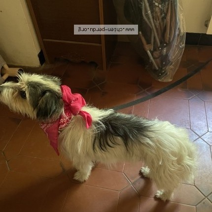 Photo de chien trouvé à Les Cotes D Arey
