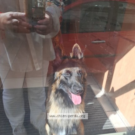 Photo 1/1 Chien trouvé Trouvé à Rouen