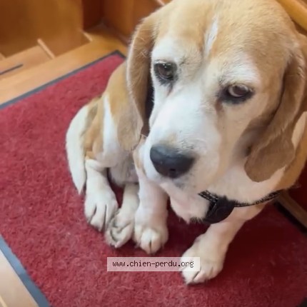 Photo 1/1 Chien retrouvé Perdu à Bordeaux