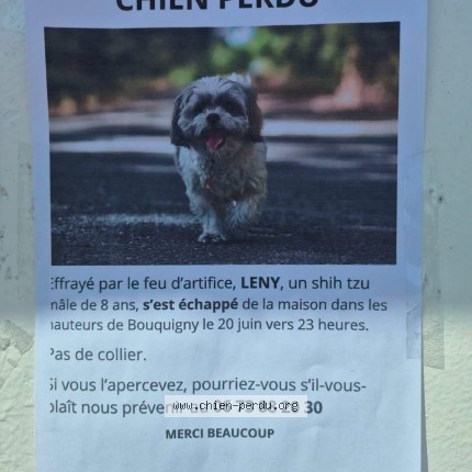 Photo 1/1 lenny Chien perdu à Troissy