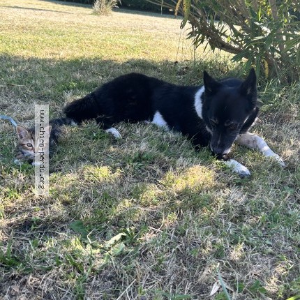 Photo 1/1 laika Chien perdu à Roullet