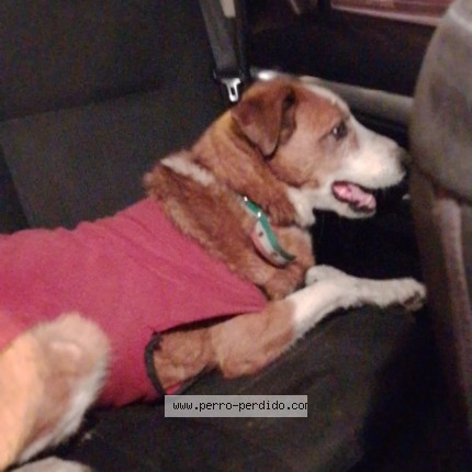 Photo de chien trouvé à Tigre Por Zona El Triangulo