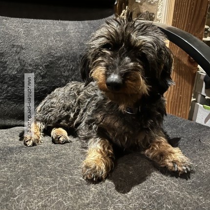 Photo 1/1 Sologne Chien perdu à Massais