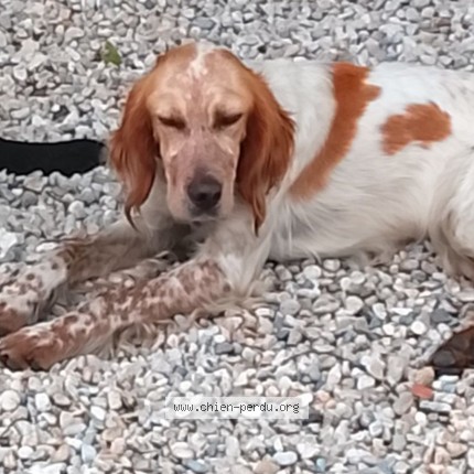 Photo 1/1 Aya Chien perdu à Saint Jean D Illac