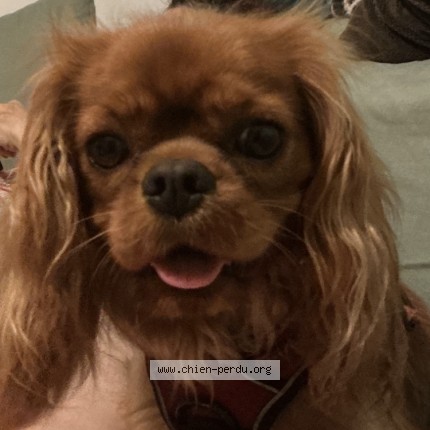 Photo 1/1 Chien retrouvé Perdu à Bligny Les Beaune