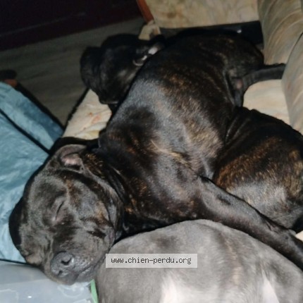 Photo 1/1 Vélès Chien perdu à Montreuil