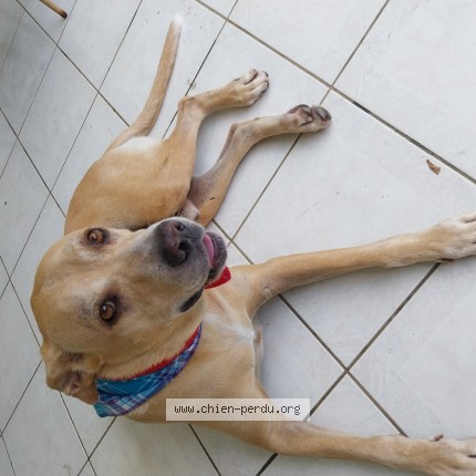 Photo 1/1 Rooky Chien perdu à Abymes