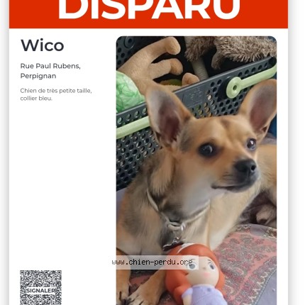 Photo 1/1 Wico Chien perdu à Perpignan