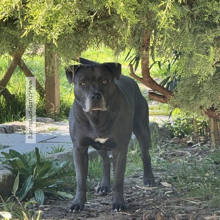 Photo 1/1 zeus Chien perdu à Montfermeil