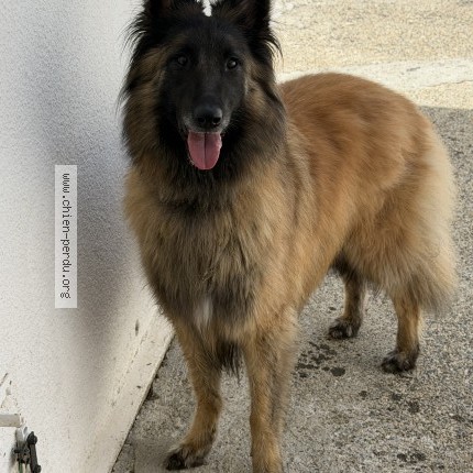 Photo 1/1 Chien trouvé Trouvé à Sault De Navailles
