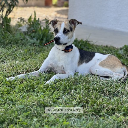 Photo 1/1 Haya Chien perdu à Comberouger