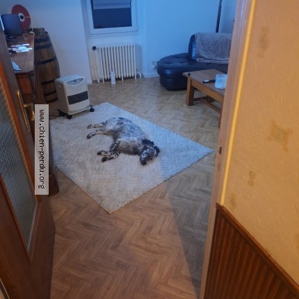 Photo 1/1 Chien retrouvé Perdu à Viviez
