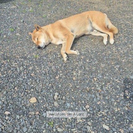 Photo 1/1 Chien trouvé Trouvé à Lantier