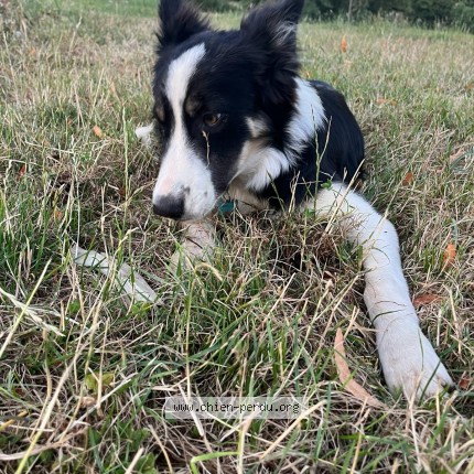 Photo 1/1 Accro Chien perdu à Tourouvre Au Perche