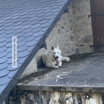 Photo 1/1 Chien retrouvé Trouvé à Combressol