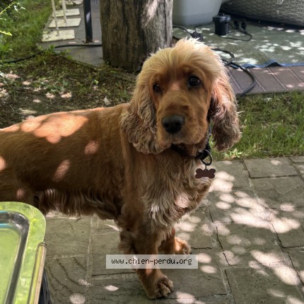 Photo 1/1 Chien retrouvé Perdu à Saubusse