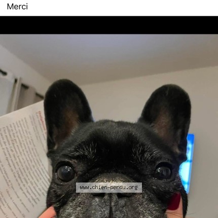 Photo 1/1 néva Chien perdu à Longueville