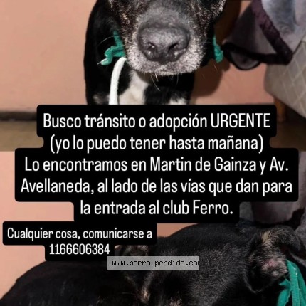 Photo de chien trouvé à Caba