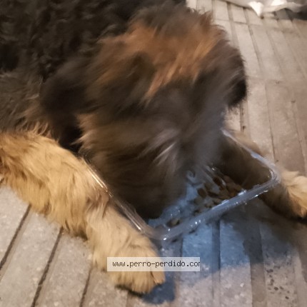 Photo de chien trouvé à Capital