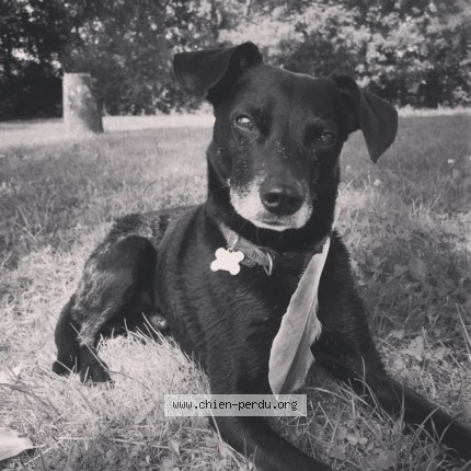 Photo 1/1 Chien retrouvé Perdu à Niozelles