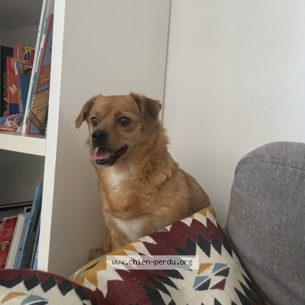 Photo 1/1 Biscotte Chien perdu à Lagorce