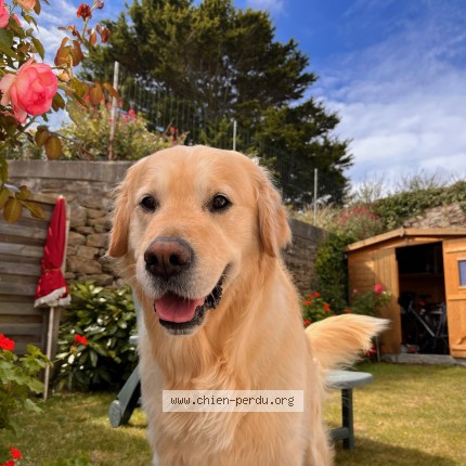 Photo de chien perdu à Perros Guirec