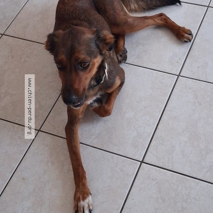 Photo de chien trouvé à La Jarrie
