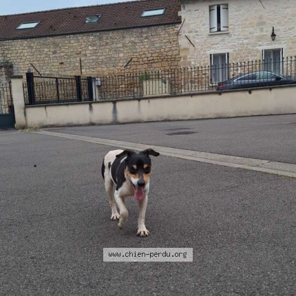 Photo de chien trouvé à Boran Sur Oise