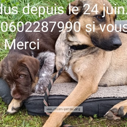Photo 1/1 swaily Chien perdu à Saint Urcisse