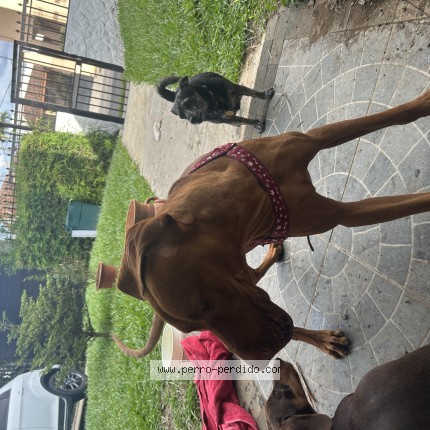 Photo de chien trouvé à Escazu