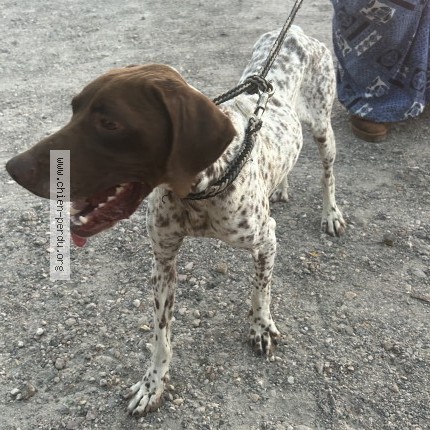 Photo 1/1 Chien trouvé Trouvé à Claye Souilly