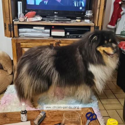 Photo 1/1 Chien retrouvé Perdu à Domjevin