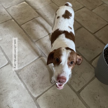 Photo 1/1 Chien retrouvé Trouvé à Chateauroux