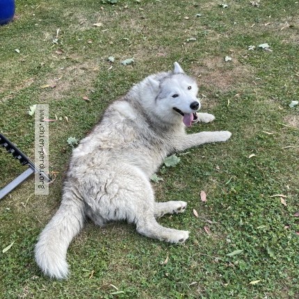 Photo 1/1 Chien trouvé Trouvé à Bourgbarre
