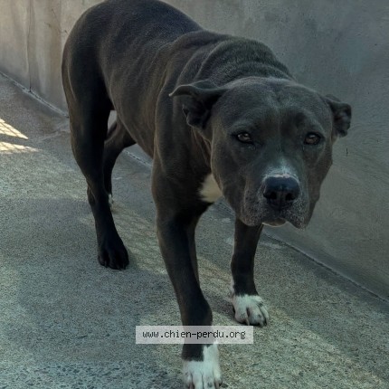 Photo de chien trouvé à Rieux