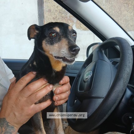 Photo 1/1 Chien retrouvé Trouvé à St Clair Sur L Elle