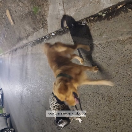 Photo de chien trouvé à Parana