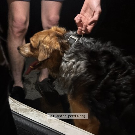 Photo 1/1 Chien retrouvé Trouvé à Saint George D Elle