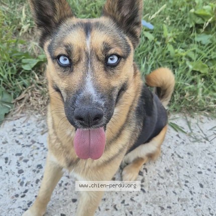Photo 1/1 Chien retrouvé Perdu à Tremblay En France