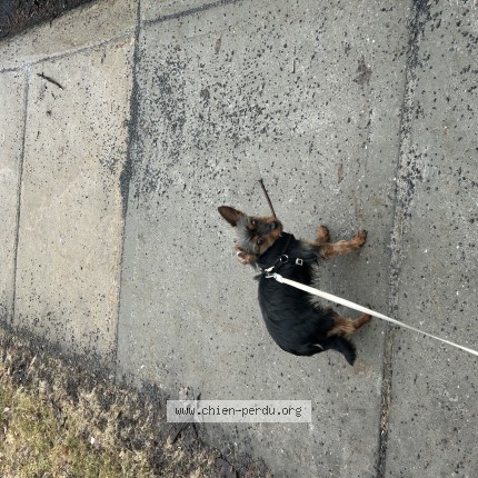 Photo 1/1 Chien retrouvé Perdu à Montreal