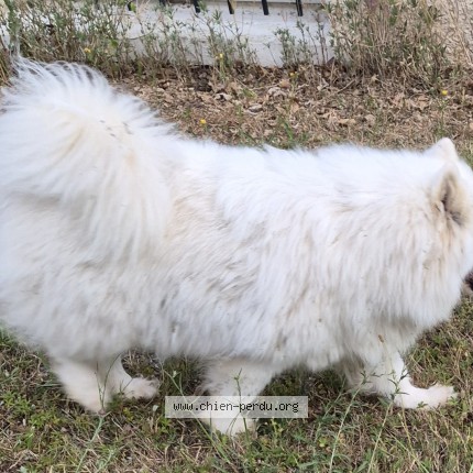Photo de chien trouvé à Montamise