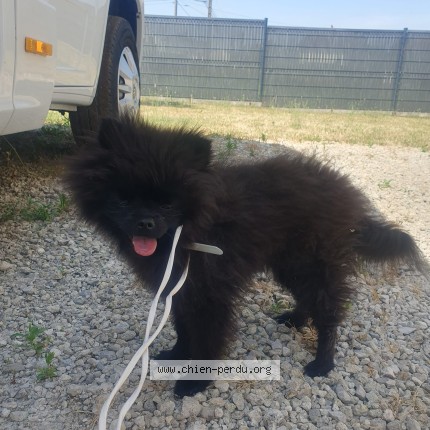 Photo de chien trouvé à St Denis En Val