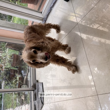 Photo de chien trouvé à Caba