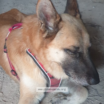 Photo de chien trouvé à Lisle