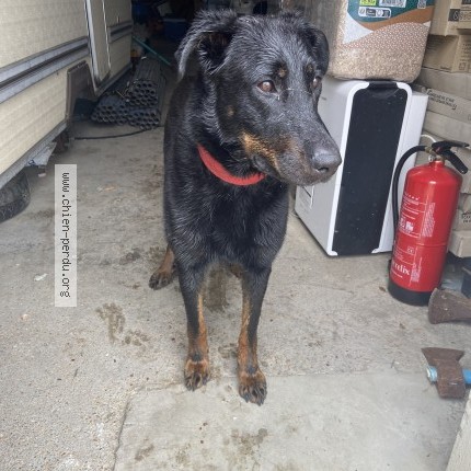Photo 1/1 Chien retrouvé Trouvé à Beauvoir Sur Mer