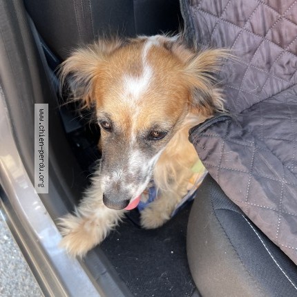 Photo 1/1 Chien retrouvé Trouvé à Isle Sur Serein