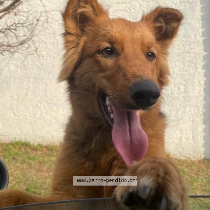 Photo de chien trouvé à Montevideo