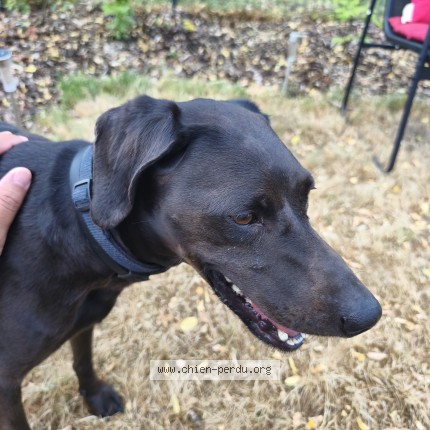 Photo 1/1 Chien trouvé Trouvé à Beaufort En Anjou